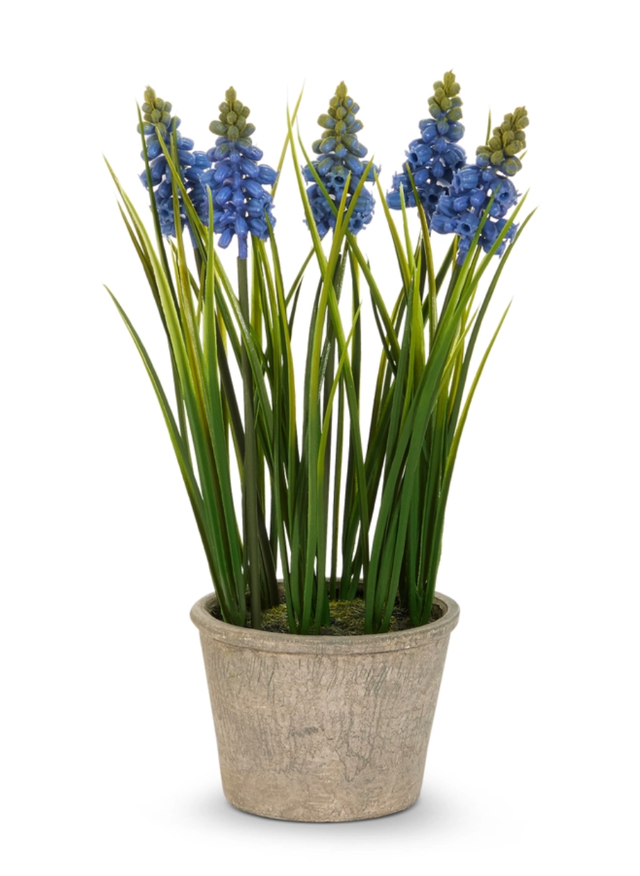 Potted Hyacinth