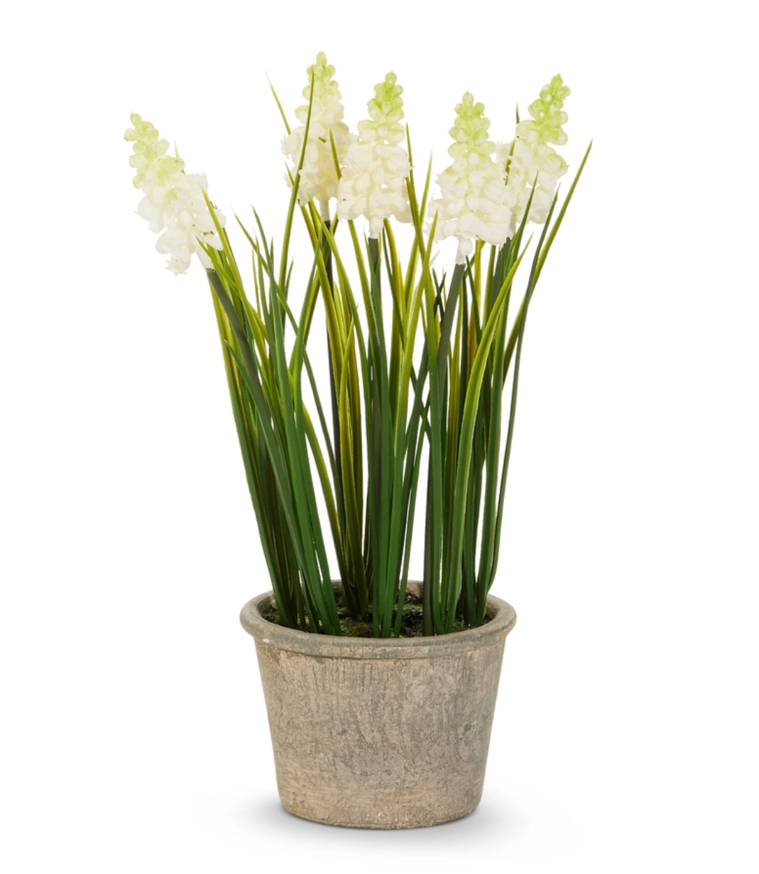 Potted Hyacinth