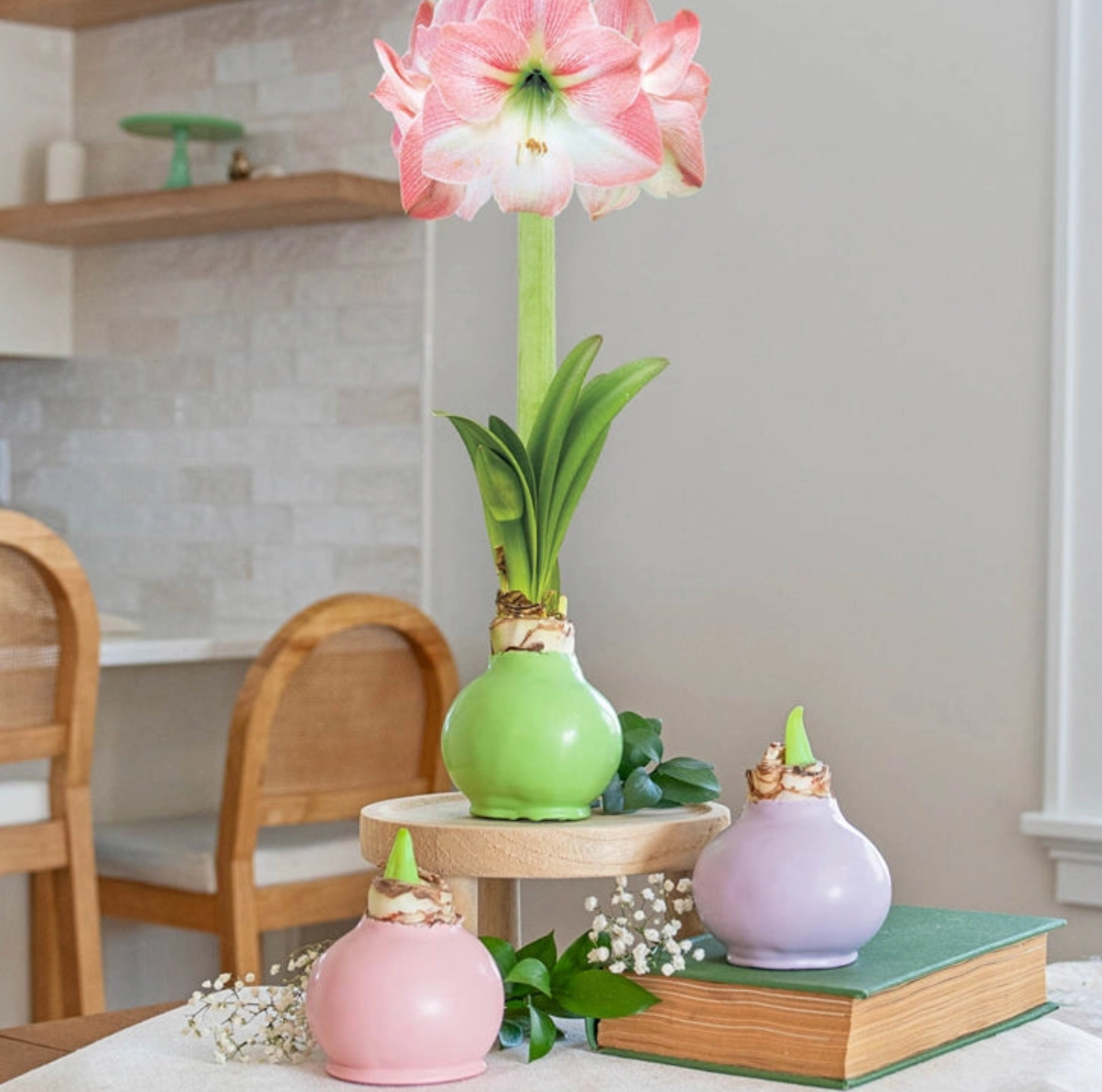 Blooming Amaryllis Waxed Bulb