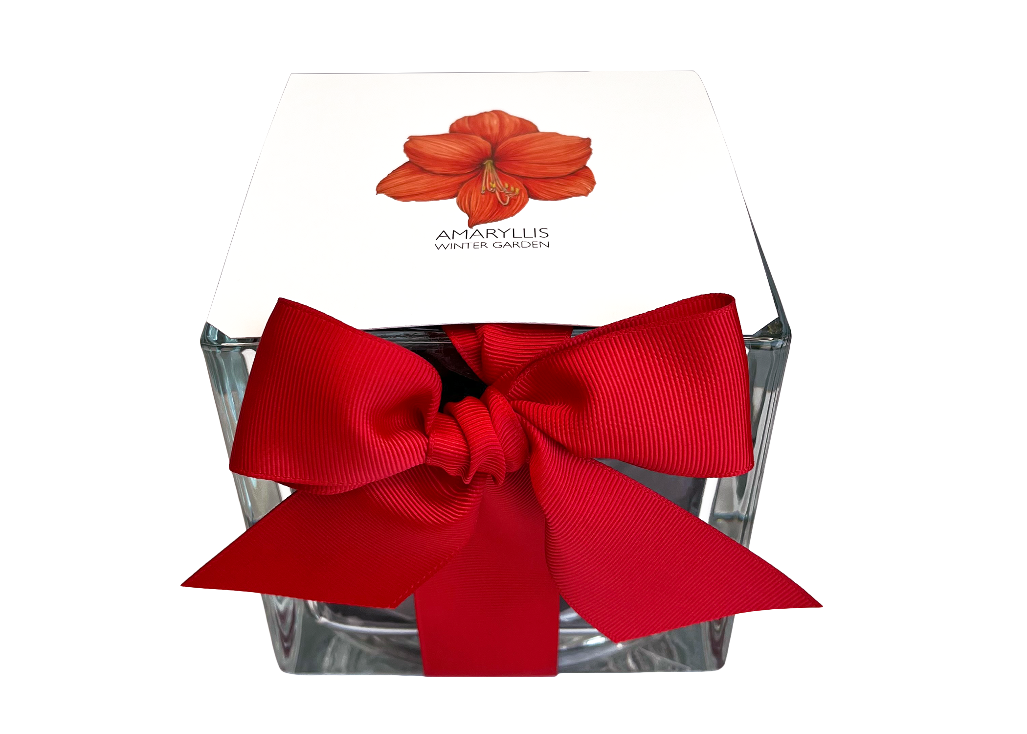 Amaryllis Winter Garden | Christmas Gift idea | Best Seller