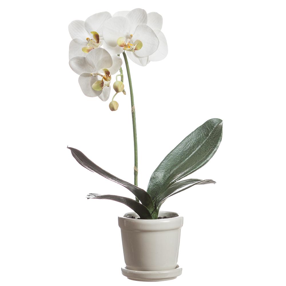 Phalaenopsis Orchid 15" in Pot