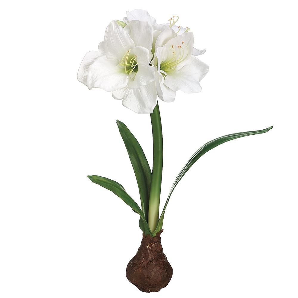 21" Standing Amaryllis W/Bulb