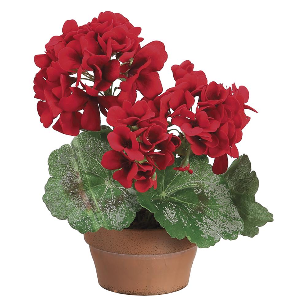 9" Geranium in Terra Cotta Pot