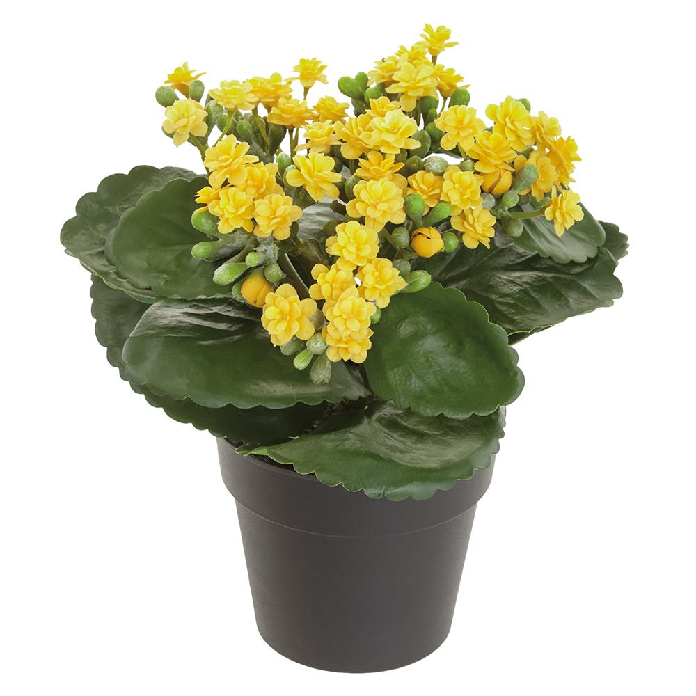 8" Kalanchoe in Pot