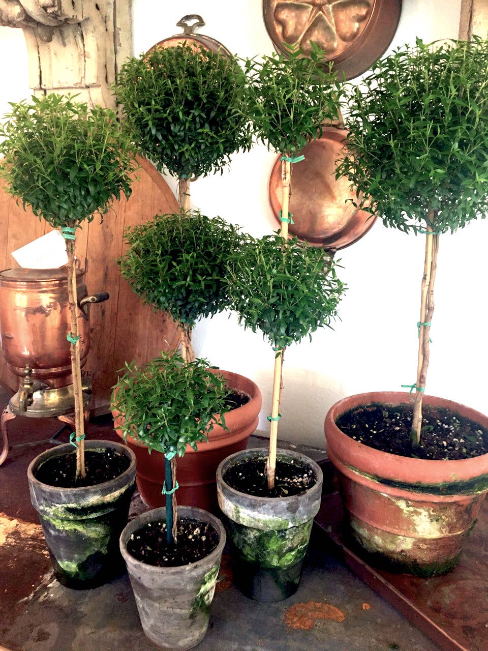 Live Plants- Myrtle  Single Ball 5 (local pickup only)