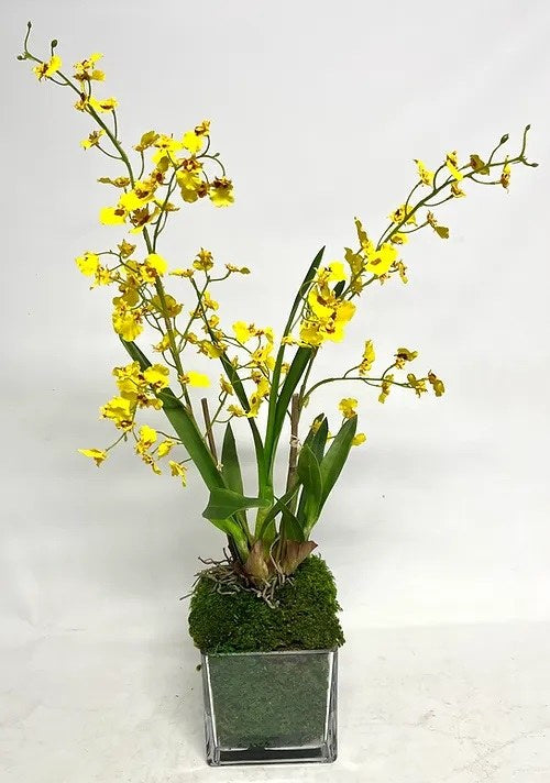 30" Yellow Oncidium in a Clear Glass 6" Cube